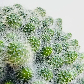 Маммилярия мини в плошке d16/h15