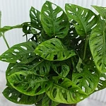 Монстера Обликва d18/h50