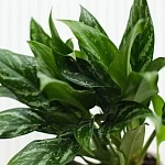 Аглаонема Мария d12/h25