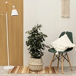 Фикус Бенджамина Даниэль d23/h105