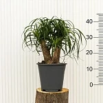 Нолина Рекурвата d19/h45