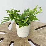 Циртониум d8,5/h15