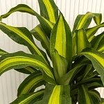 Драцена Массанжеана d24/h140