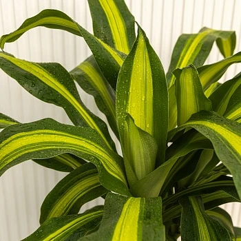 Драцена Массанжеана d24/h140