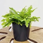 Нефролепис возвышенный Грин Момент d12/h35