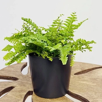 Нефролепис возвышенный Грин Момент d12/h35