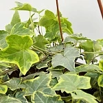 Хедера Вариегата d24/h80