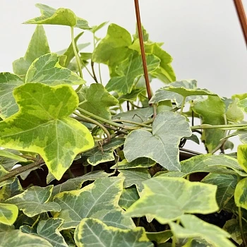 Хедера Вариегата d24/h80