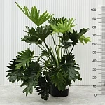 Филодендрон Селлоу d22/h105