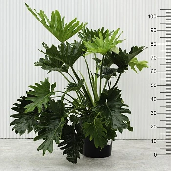 Филодендрон Селлоу d22/h105