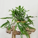 Микросорум Диверсифолиум d24/h50