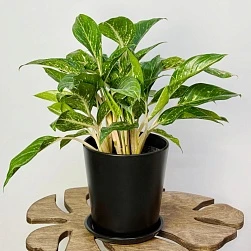 Аглаонема Коко Грин d19/h60