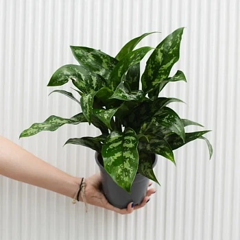 Аглаонема Мария d12/h25