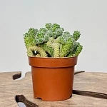 Маммилярия Ветула Грацилис d12/h15