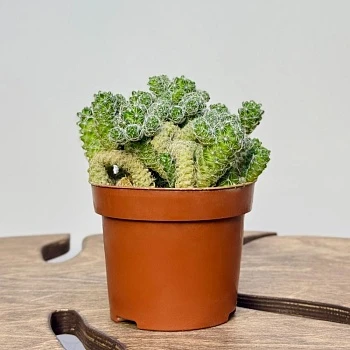 Маммилярия Ветула Грацилис d12/h15