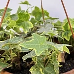 Хедера Вариегата d24/h80