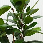 Фикус Циатистипула d23/h120