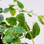 Фикус Пумилла Уайт Санни  d12/h15