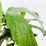 Кариота Митис d14/h65