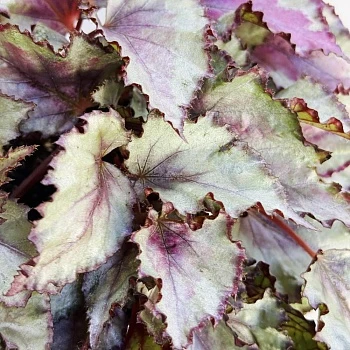 Бегония Мэджик Колорс  d12/h25 