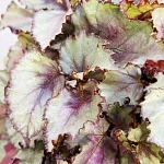 Бегония Мэджик Колорс  d12/h25 