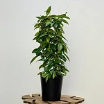 Хойя Карноза d15/h75