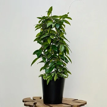 Хойя Карноза d15/h75