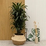 Драцена фрагранс Улисес d27/h120