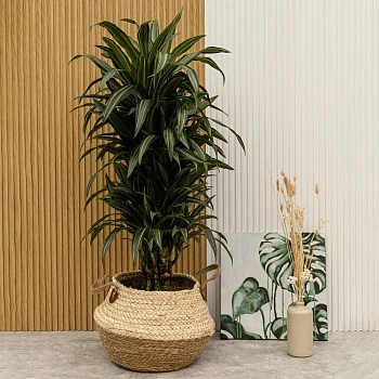 Драцена фрагранс Улисес d27/h120