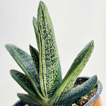 Гастерия Литтл Варти d12/h15