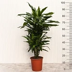Драцена фрагранс Стэндери d24/h100