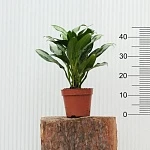 Аглаонема Даймонд Бей d15/h45