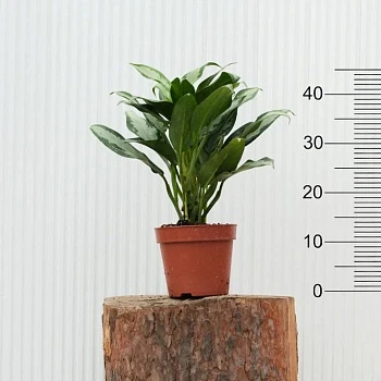 Аглаонема Даймонд Бей d15/h45