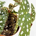 Бегония пятнистая Вайти d12/h20