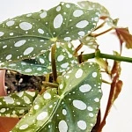 Бегония пятнистая Вайти d12/h20