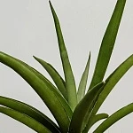 Сансевиерия Сильвер Сирени d12/h50