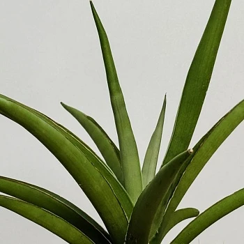 Сансевиерия Сильвер Сирени d12/h50