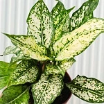 Аглаонема Ферст Даймонд d12/h30