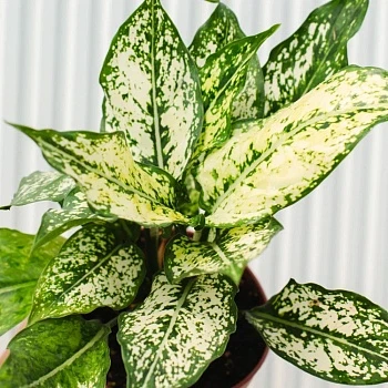 Аглаонема Ферст Даймонд d12/h30