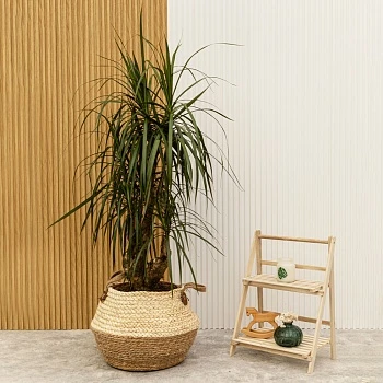 Драцена маргината d27/h130