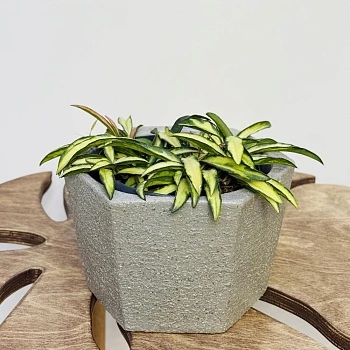 Хойя Вайети Триколор d15/h20