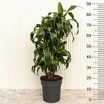 Драцена фрагранс Дорадо d24/h90