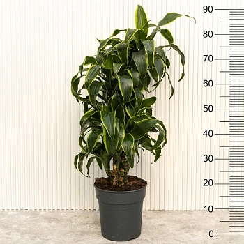 Драцена фрагранс Дорадо d24/h90