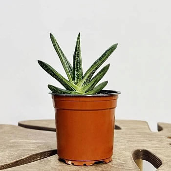 Гастерия Литтл Варти d12/h15