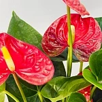Антуриум Джамбо Ред d12/h40