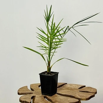 Финик канарский d11/h65