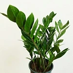 Замиокулькас Лакки d14/h45