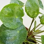 Пилея пеперомиевидная Шугар d13/h20