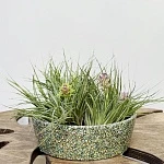 Тилландсия атмосферная микс