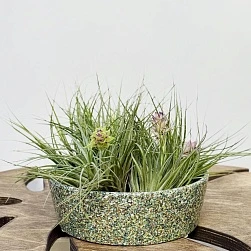 Тилландсия атмосферная микс